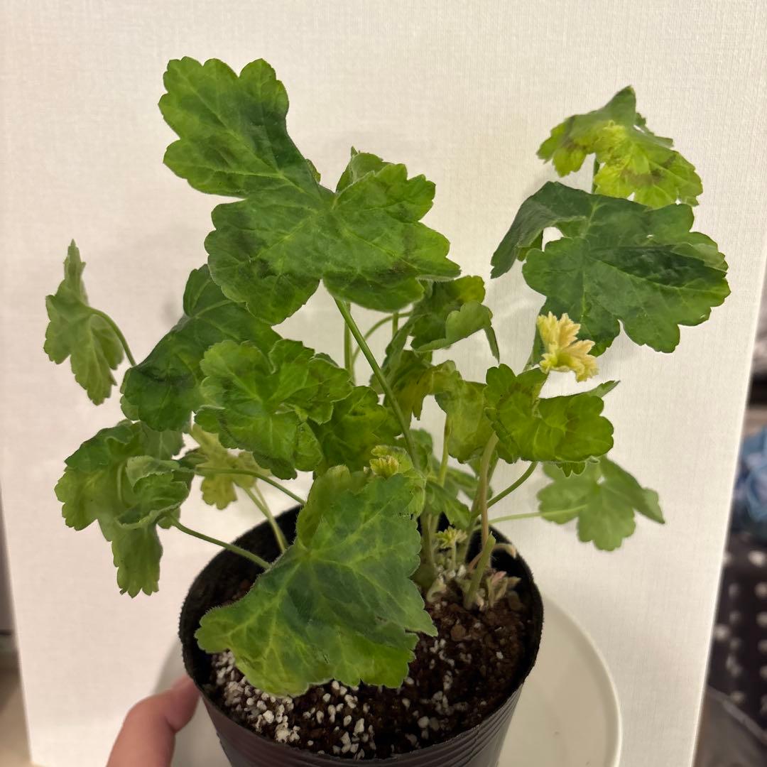 希少品種ゼラニウム　レア品種ゼラニウム　超珍しいゼラニウム　Tamara01