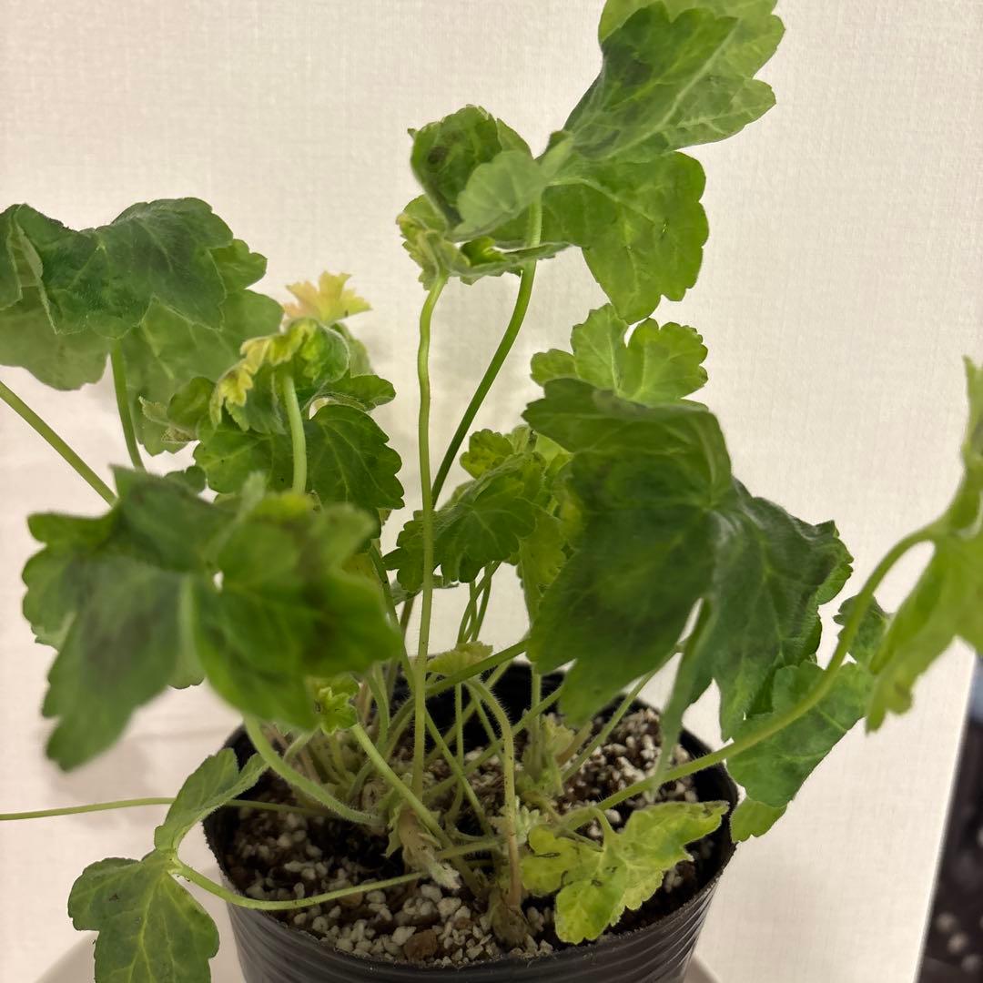 希少品種ゼラニウム　レア品種ゼラニウム　超珍しいゼラニウム　Tamara01