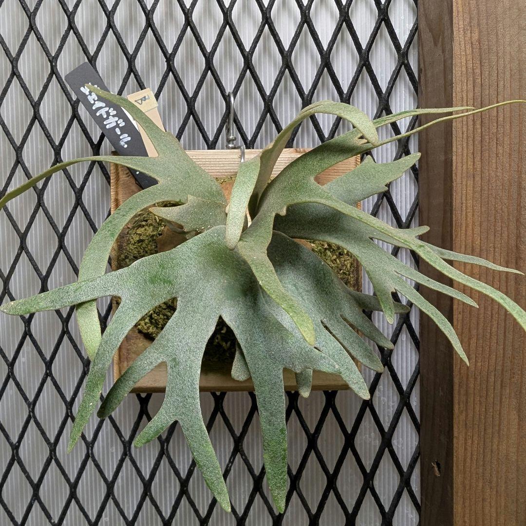 ビカクシダ　ジェイドガール