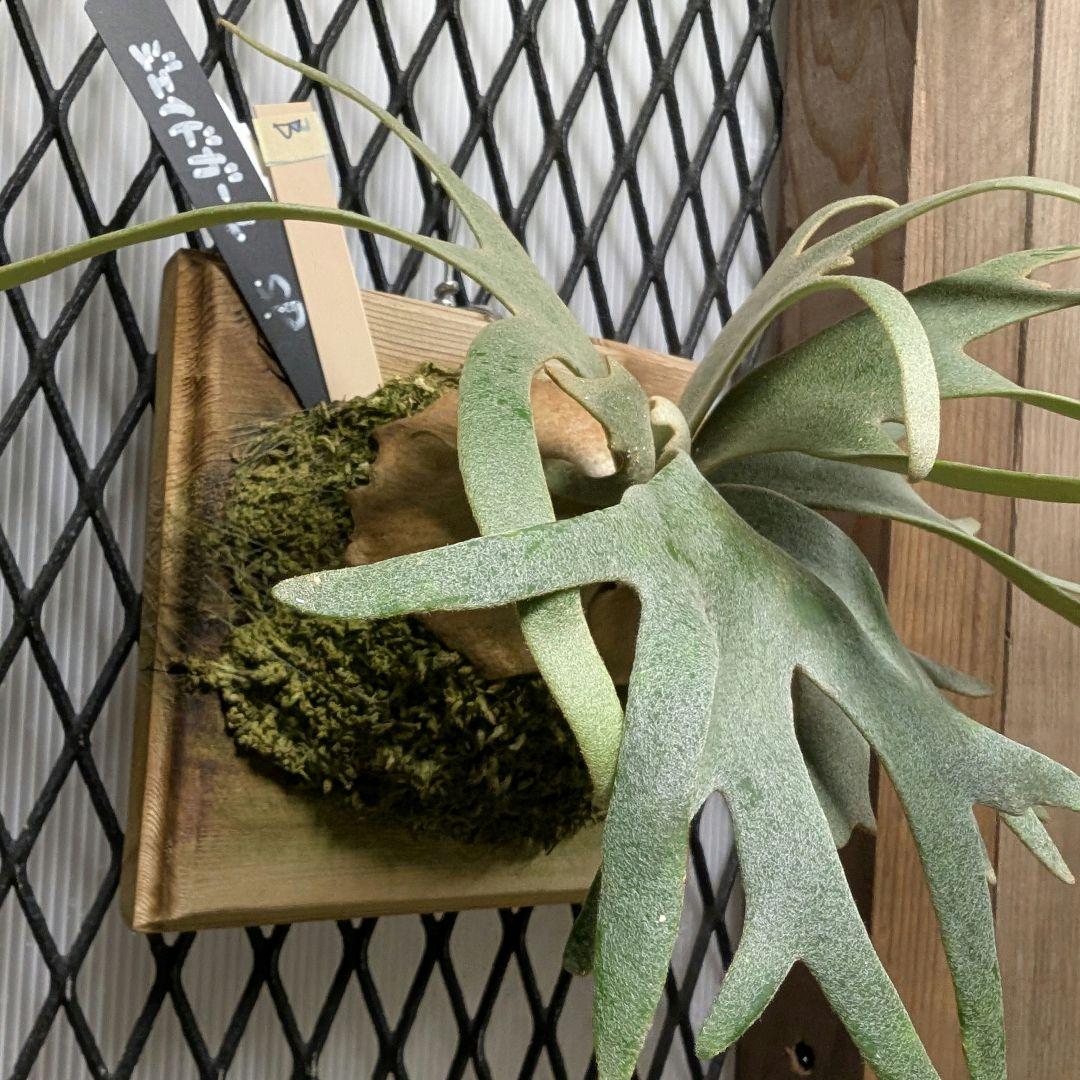 ビカクシダ　ジェイドガール