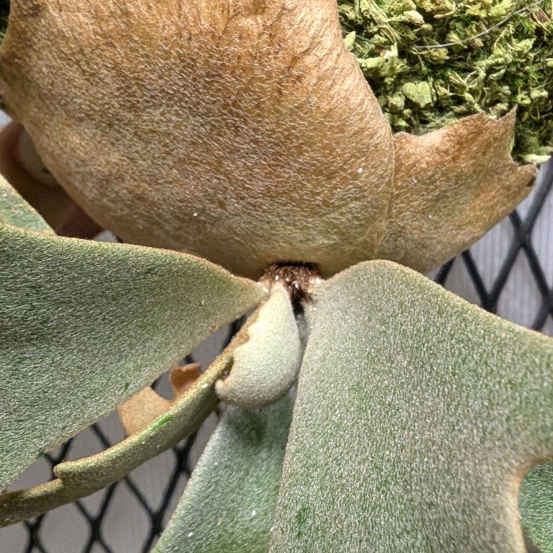 ビカクシダ　ジェイドガール