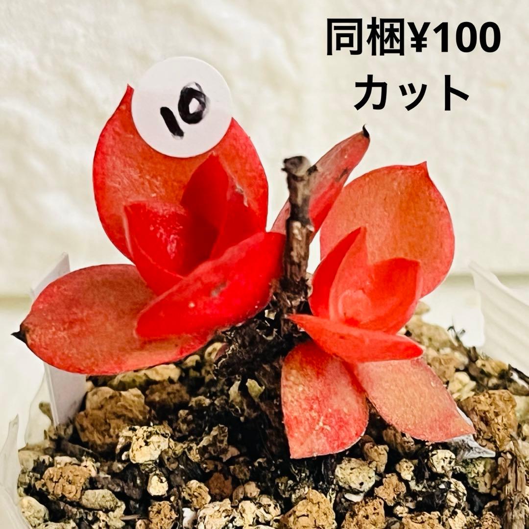 10【現品　カット】りんご火祭り　火祭りの斑入り　小さい　コメント下さい　傷有り