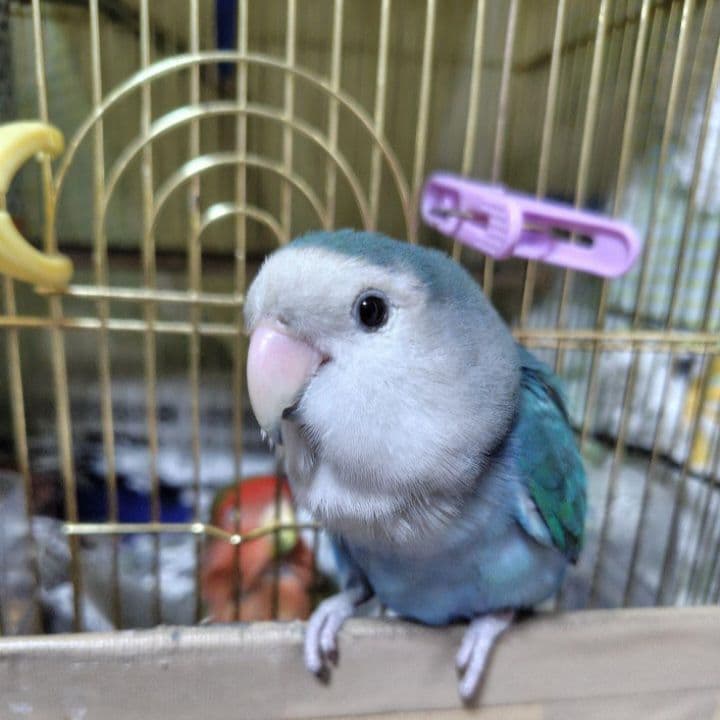 【ポロンちゃんページ】になります