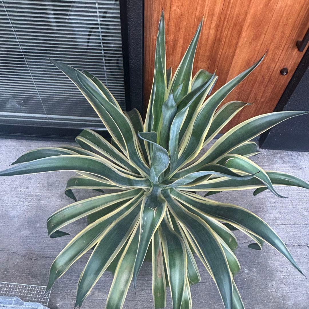 アガベ ベネズエラ 斑入り 大型 130センチ 京都