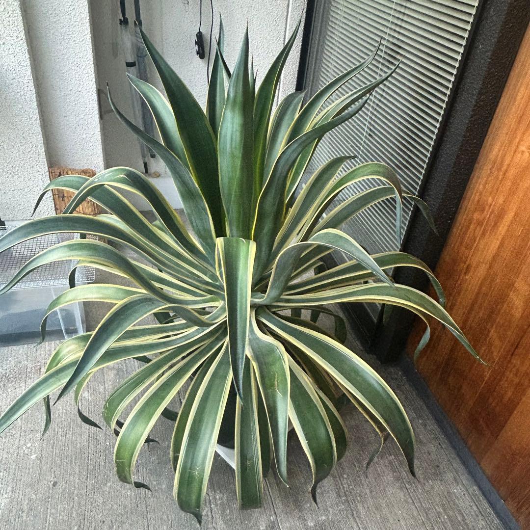 アガベ ベネズエラ 斑入り 大型 130センチ 京都