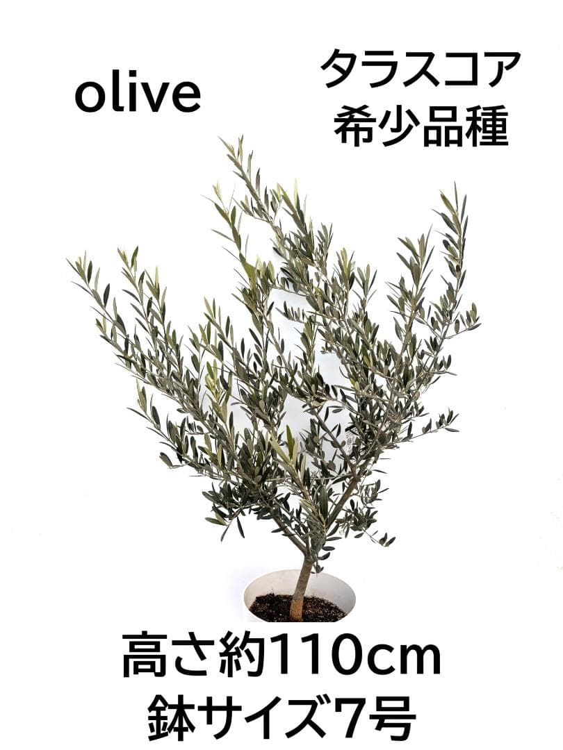 オリーブの木　タラスコア　7号　約110cm　K-301　希少品種　現品掲載