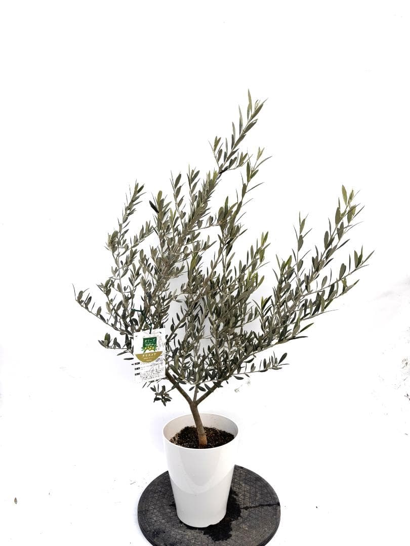 オリーブの木　タラスコア　7号　約110cm　K-301　希少品種　現品掲載
