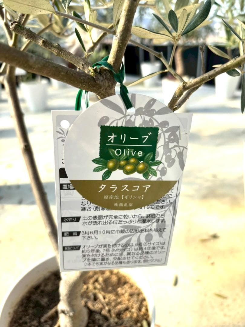 オリーブの木　タラスコア　7号　約110cm　K-301　希少品種　現品掲載