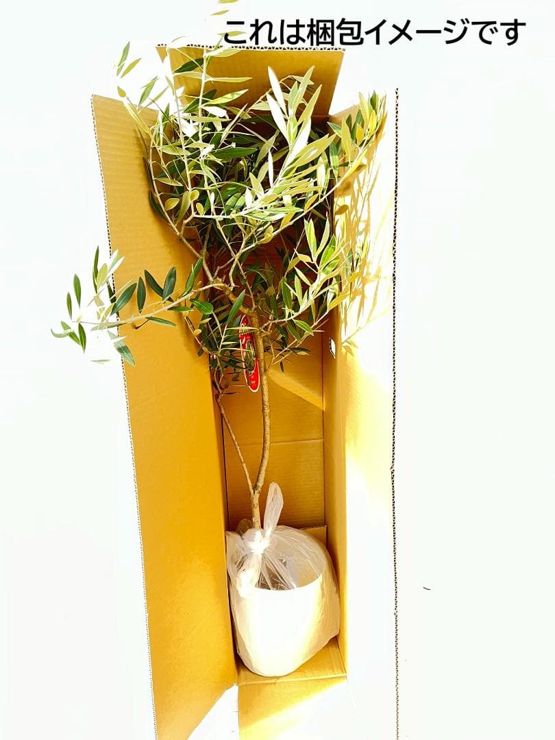 オリーブの木　タラスコア　7号　約110cm　K-301　希少品種　現品掲載