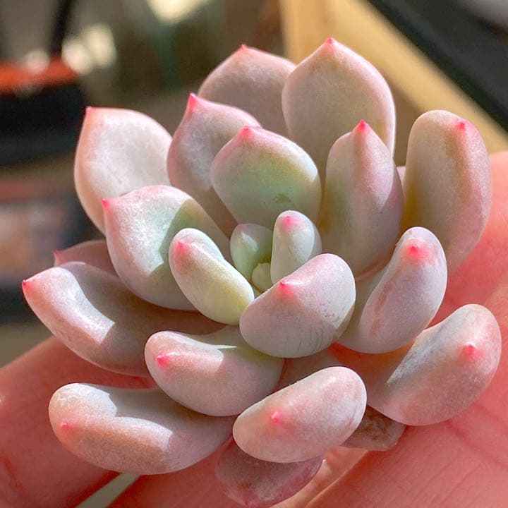 オレンジシャーベット