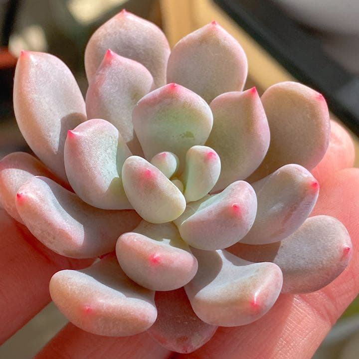 オレンジシャーベット