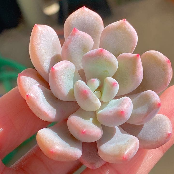 オレンジシャーベット