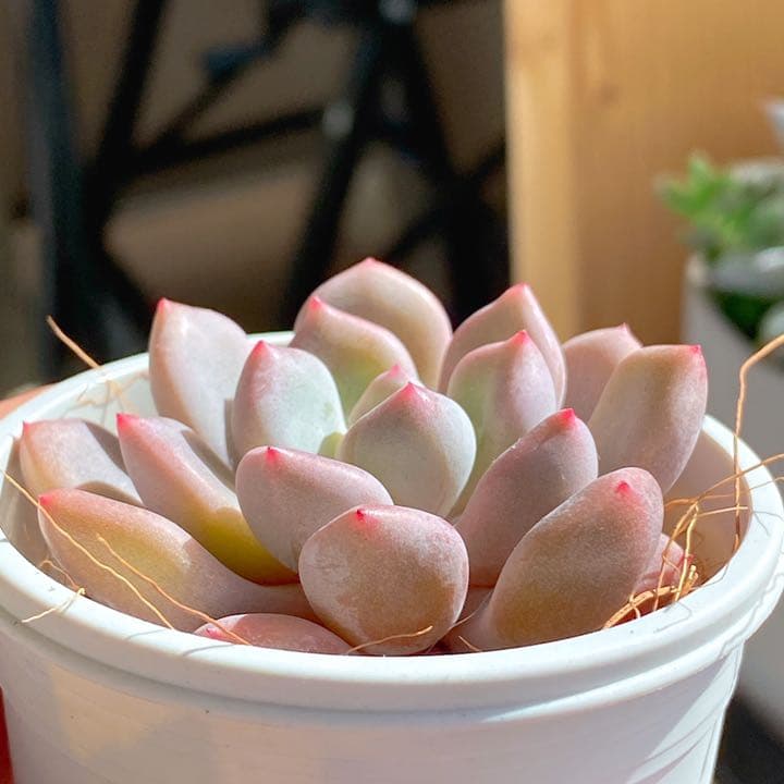 オレンジシャーベット