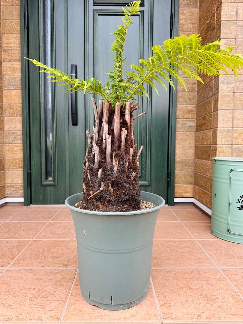 ディクソニア　アンタルクティカ