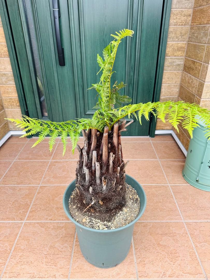 ディクソニア　アンタルクティカ