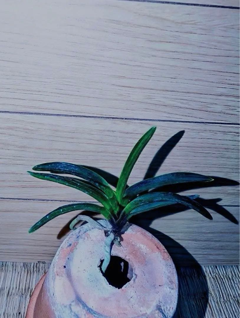 富貴蘭「漆黒黒牡丹」極上木②