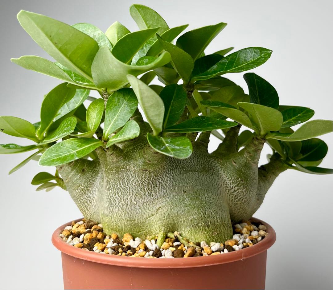 【激レア/ドワーフ/極太/塊根】アデニウム アラビカムV2ハック鉢植えA-25