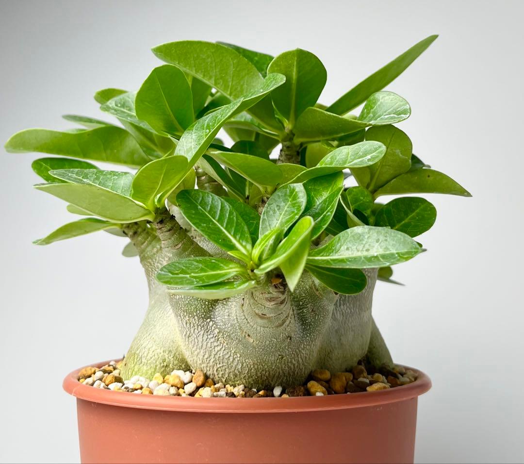 【激レア/ドワーフ/極太/塊根】アデニウム アラビカムV2ハック鉢植えA-25