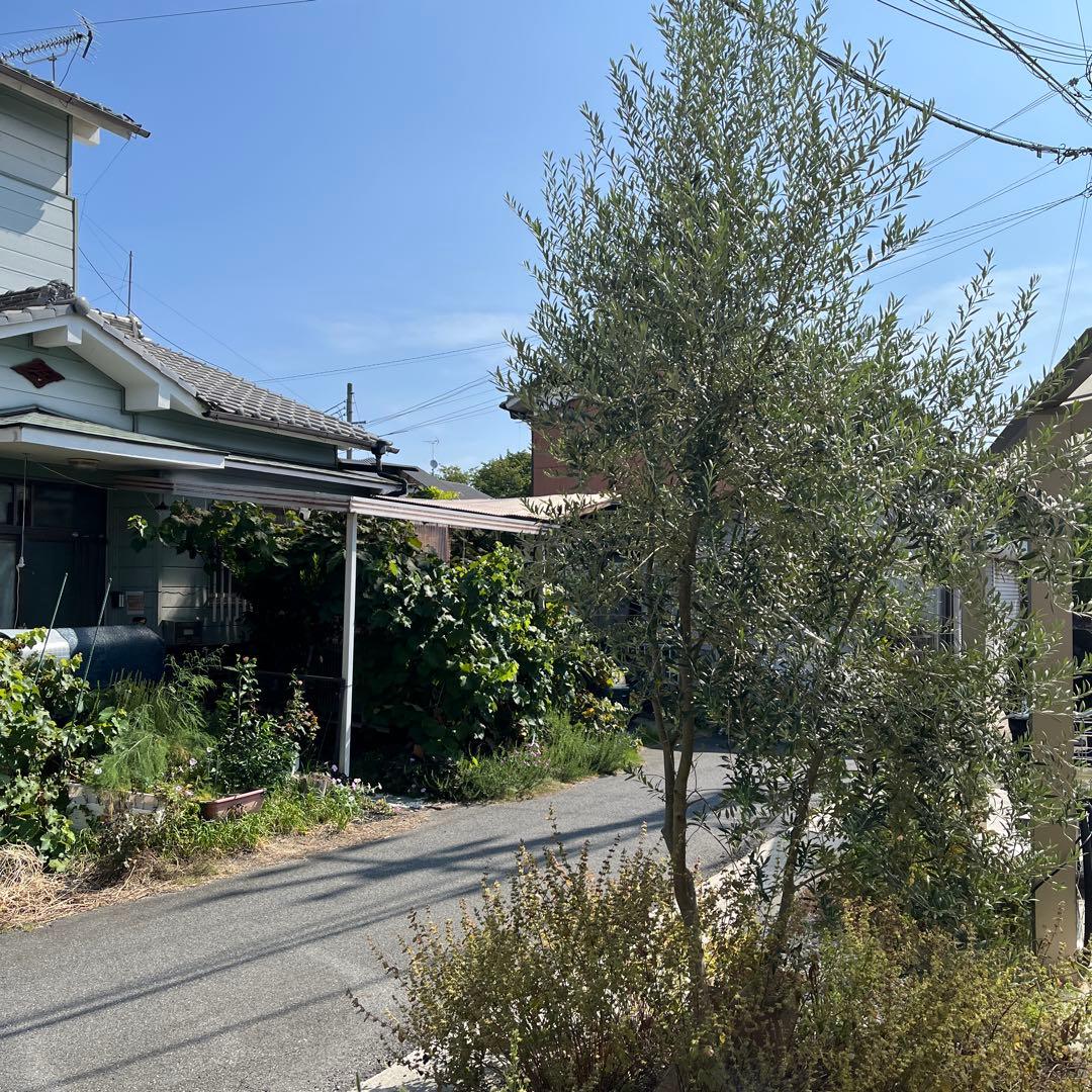 【引取り限定】オリーブの木　アルベキナ　推定6年生苗　1本