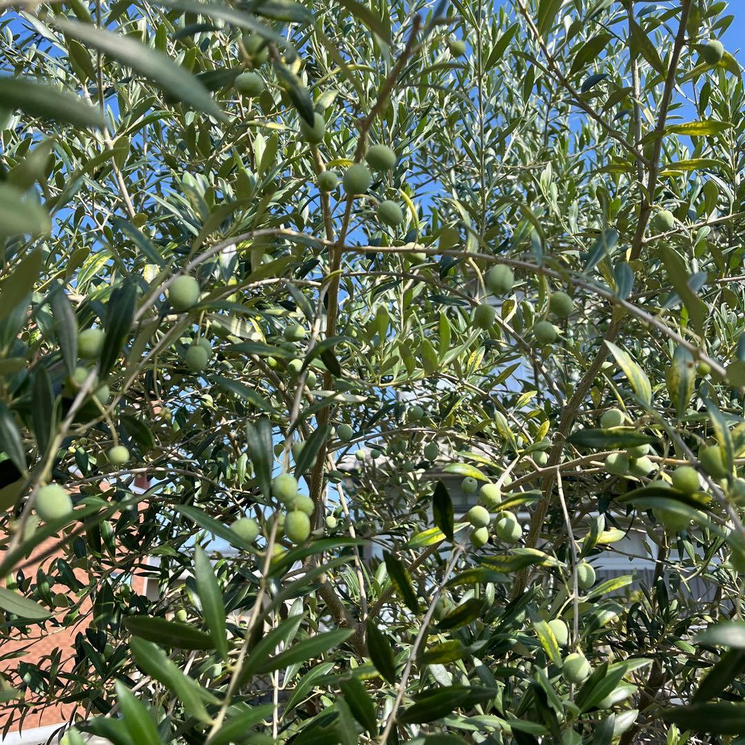 【引取り限定】オリーブの木　アルベキナ　推定6年生苗　1本
