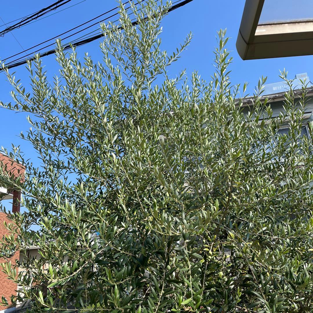 【引取り限定】オリーブの木　アルベキナ　推定6年生苗　1本