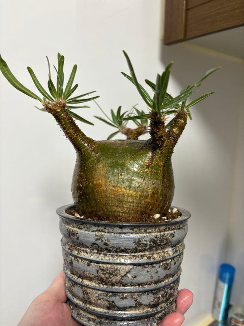 パキポディウム グラキリス　美形　現地球