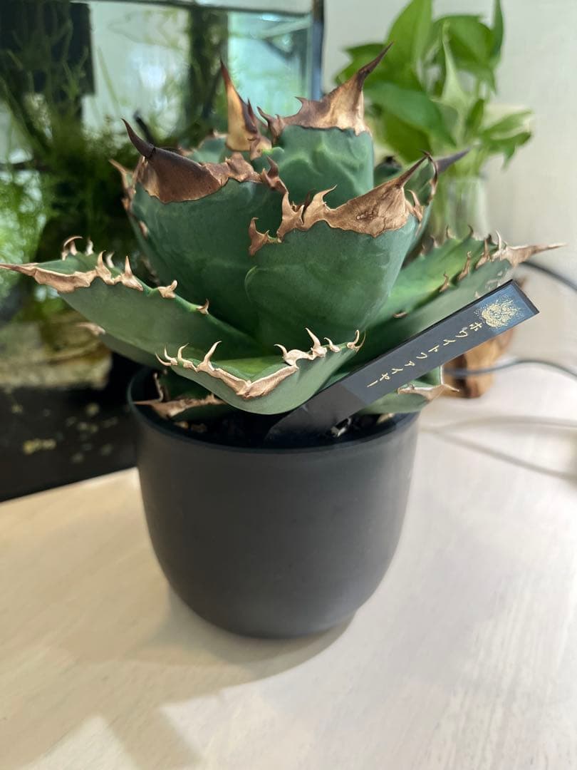 Agaveホワイトファイヤー