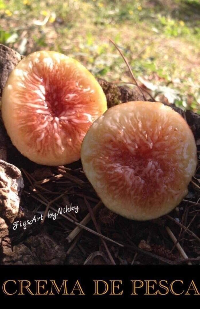 イチジク苗木「　CREME DE PESCA　　」5-17