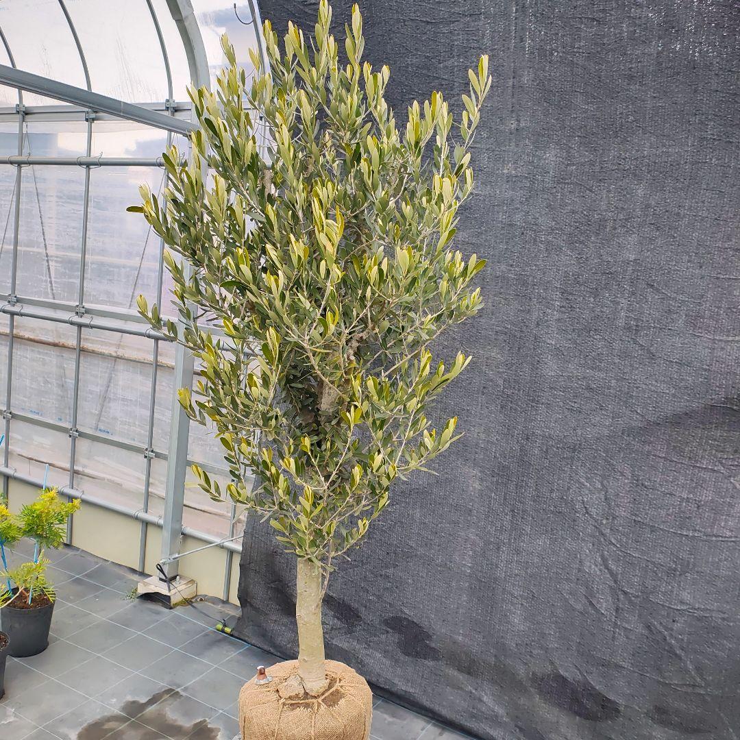 1*7様 オリ〜ブ　でぶ‼️