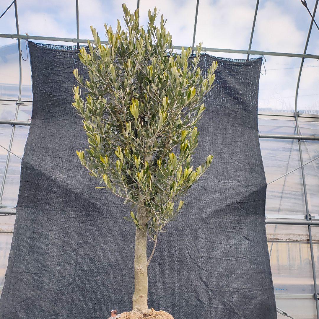 1*7様 オリ〜ブ　でぶ‼️