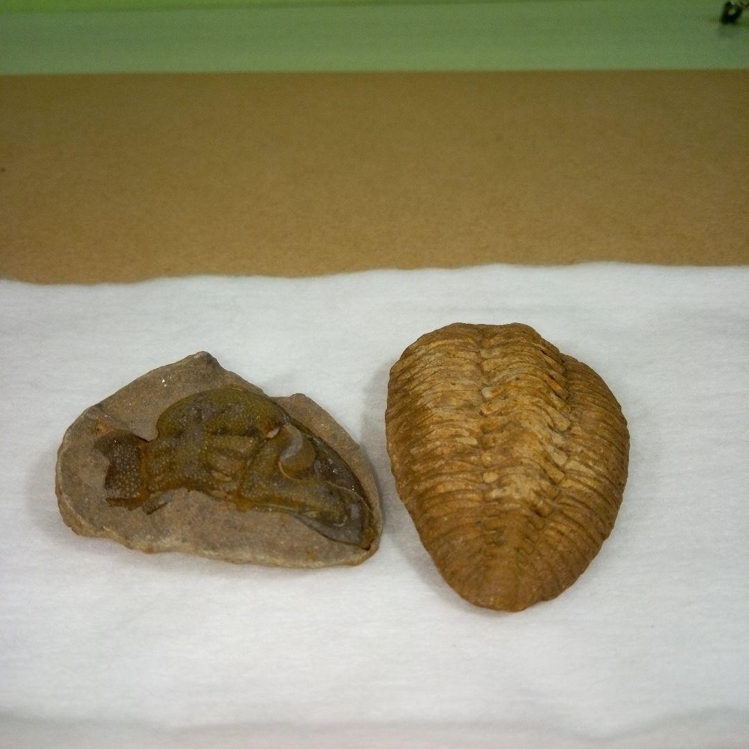 三葉虫　化石　fossil　ボリビア産　レア　Fossil判別③