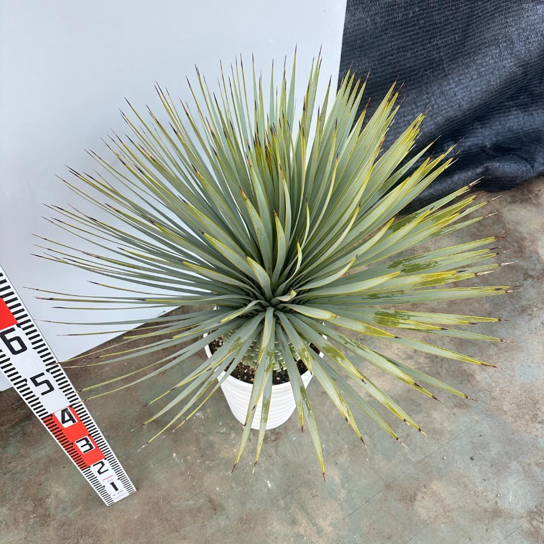 ユッカ　ロストラータ【24-656】超超美形　シルバーブルー