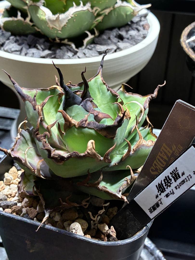 アガベチタノタ　ハデス　黒帝斯　中株　コレクション株　ウネウネ鋸歯