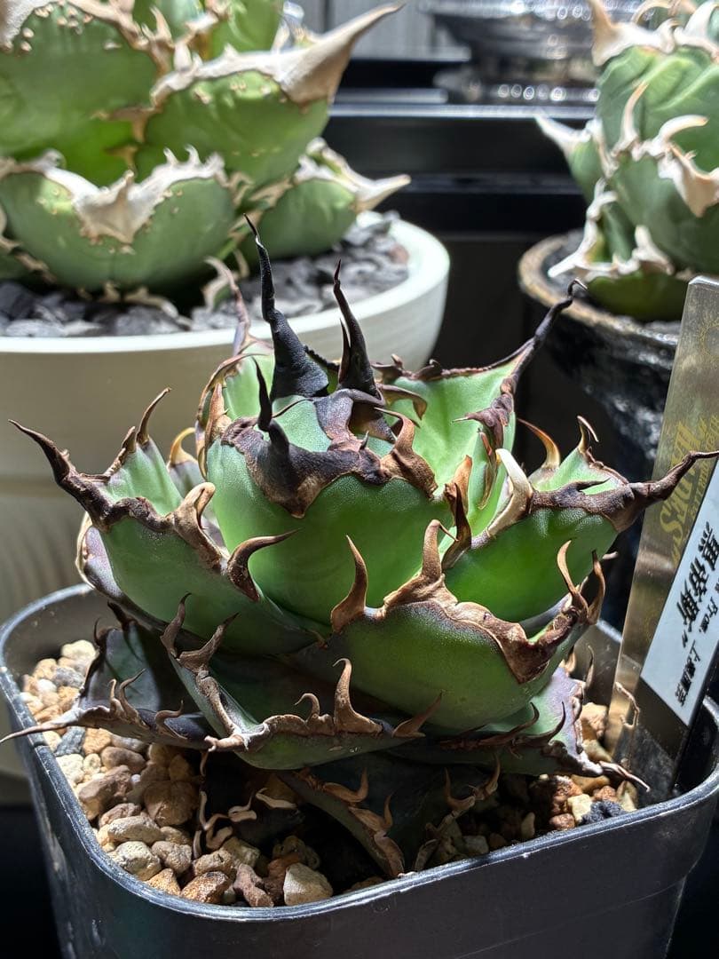 アガベチタノタ　ハデス　黒帝斯　中株　コレクション株　ウネウネ鋸歯