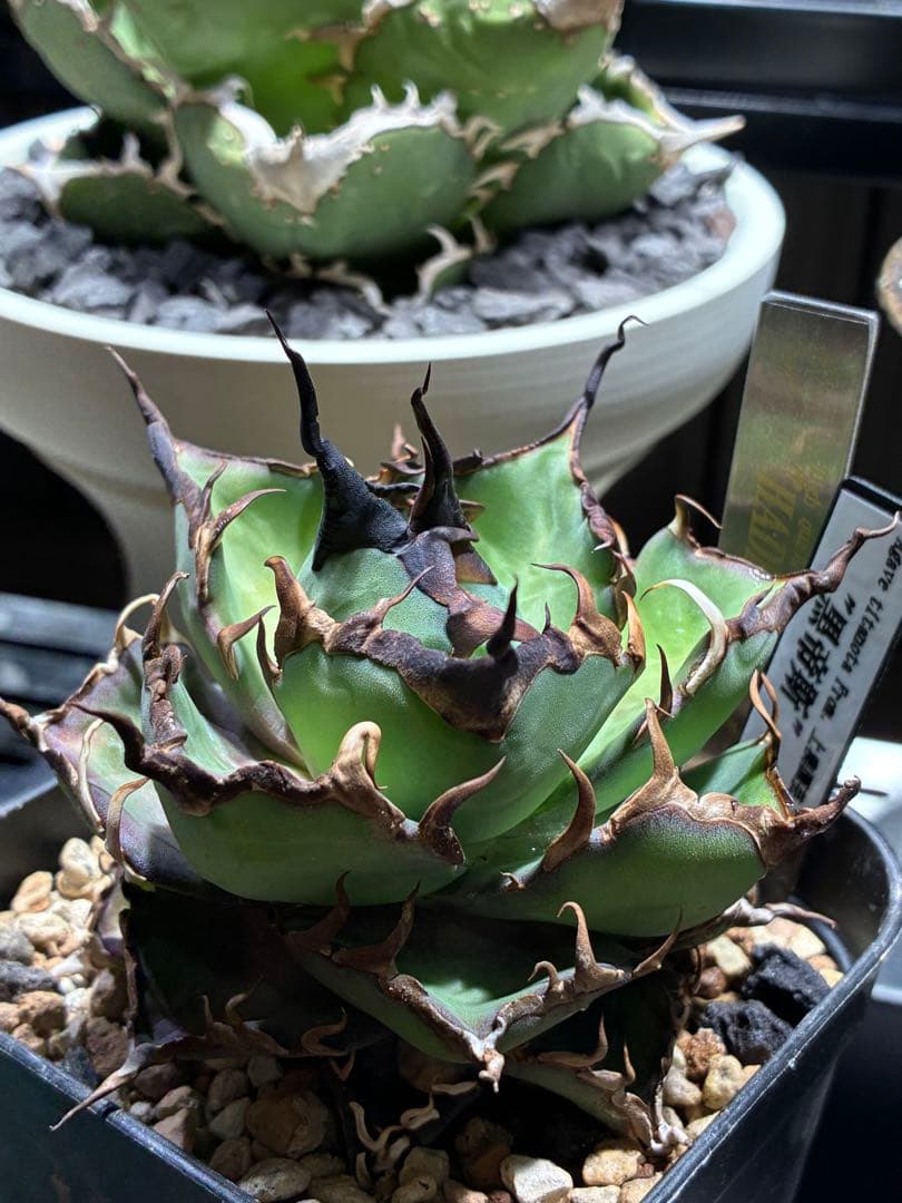 アガベチタノタ　ハデス　黒帝斯　中株　コレクション株　ウネウネ鋸歯