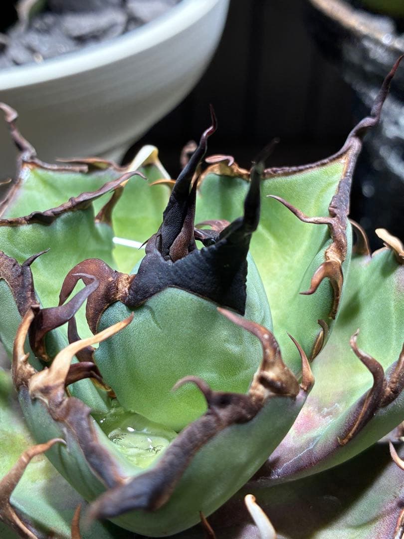 アガベチタノタ　ハデス　黒帝斯　中株　コレクション株　ウネウネ鋸歯