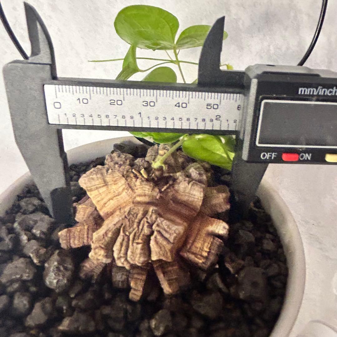 亀甲竜 (鉢入り) 5.5cm越え バキボコ割れ ディオスコレア　塊根植物