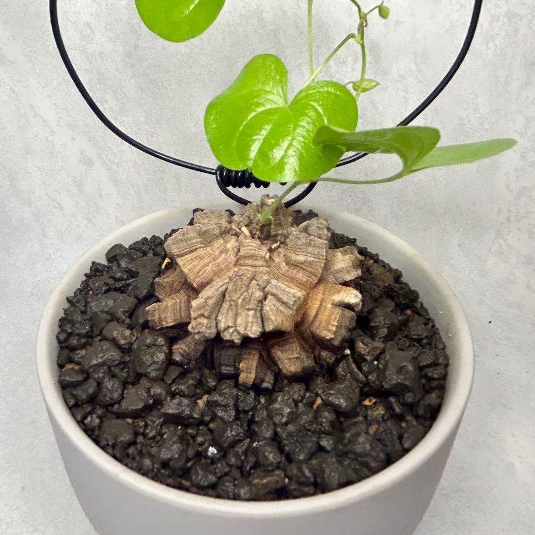 亀甲竜 (鉢入り) 5.5cm越え バキボコ割れ ディオスコレア　塊根植物