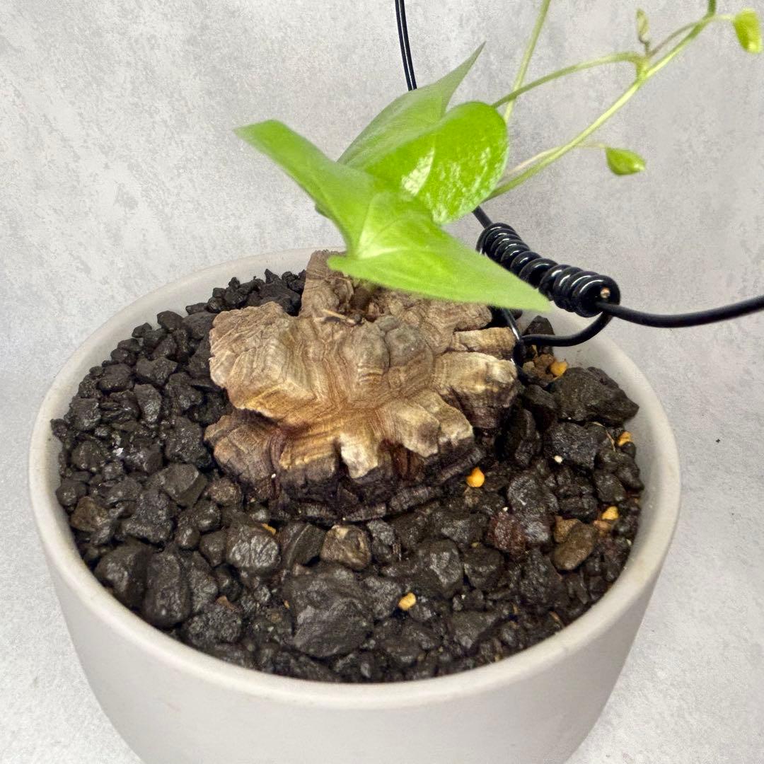 亀甲竜 (鉢入り) 5.5cm越え バキボコ割れ ディオスコレア　塊根植物