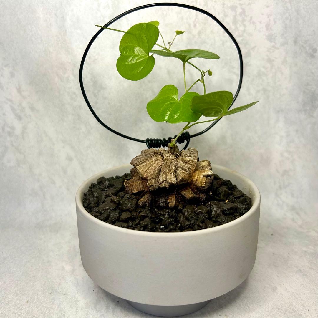 亀甲竜 (鉢入り) 5.5cm越え バキボコ割れ ディオスコレア　塊根植物