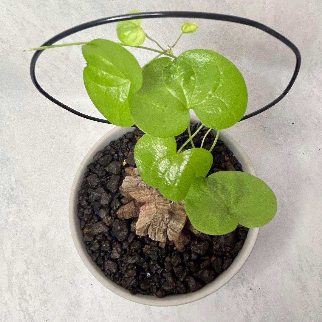 亀甲竜 (鉢入り) 5.5cm越え バキボコ割れ ディオスコレア　塊根植物