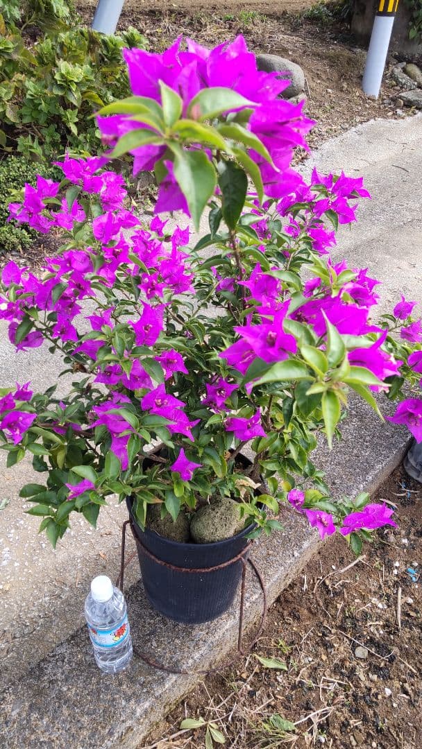 ブーゲンビリア 　ダッフィー様連絡用