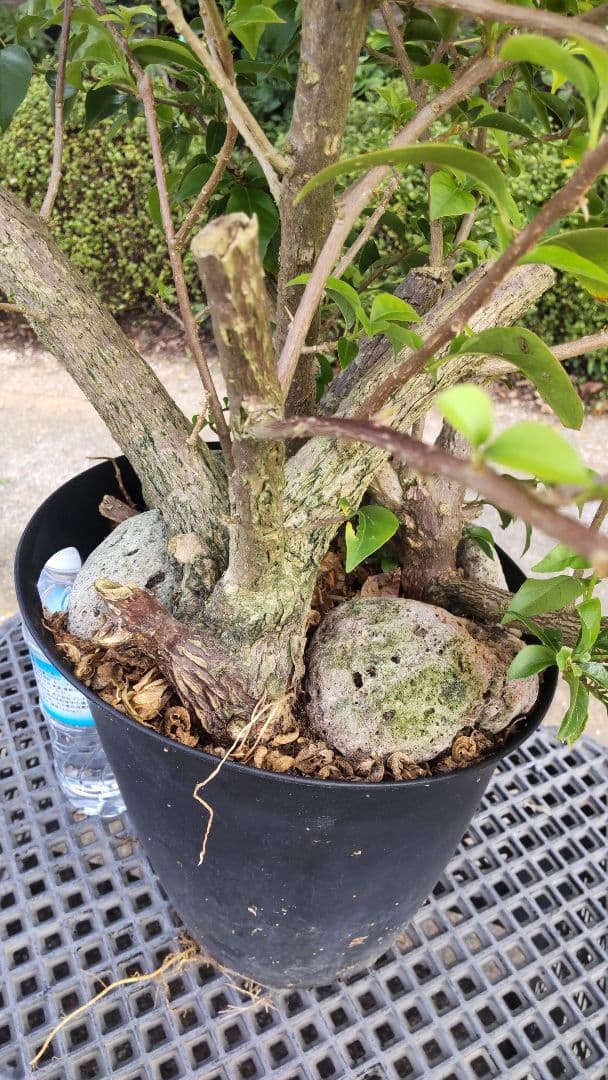 ブーゲンビリア 　ダッフィー様連絡用