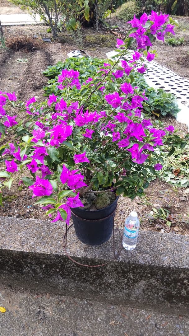 ブーゲンビリア 　ダッフィー様連絡用