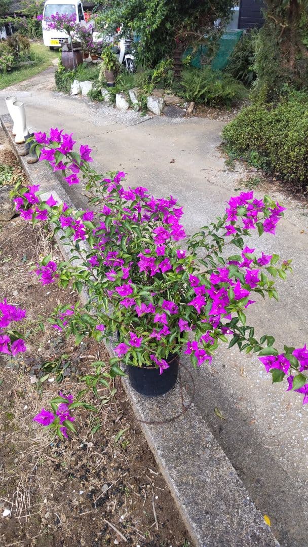 ブーゲンビリア 　ダッフィー様連絡用