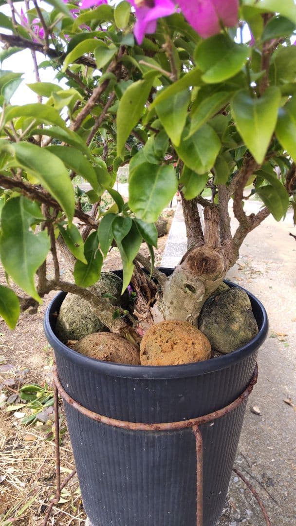 ブーゲンビリア 　ダッフィー様連絡用