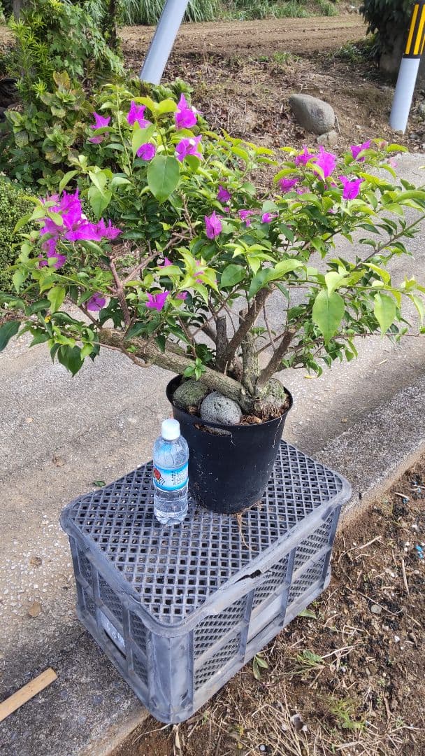 ブーゲンビリア 　ダッフィー様連絡用