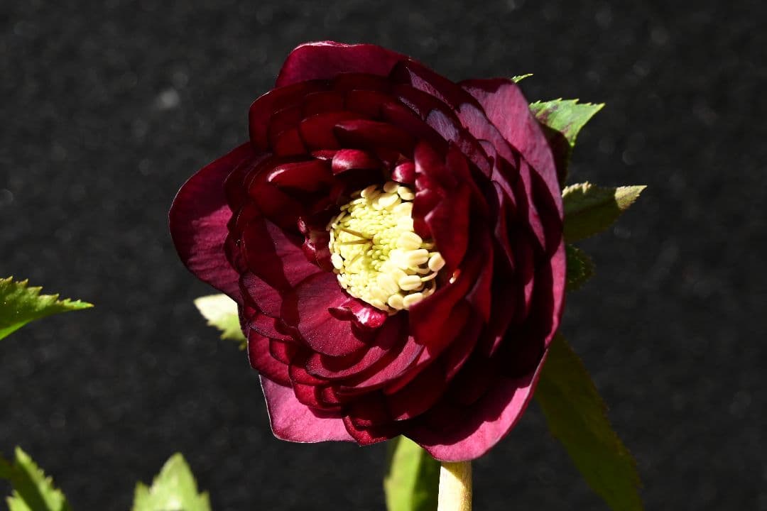 クリスマスローズ　認定シャガール　加藤農園