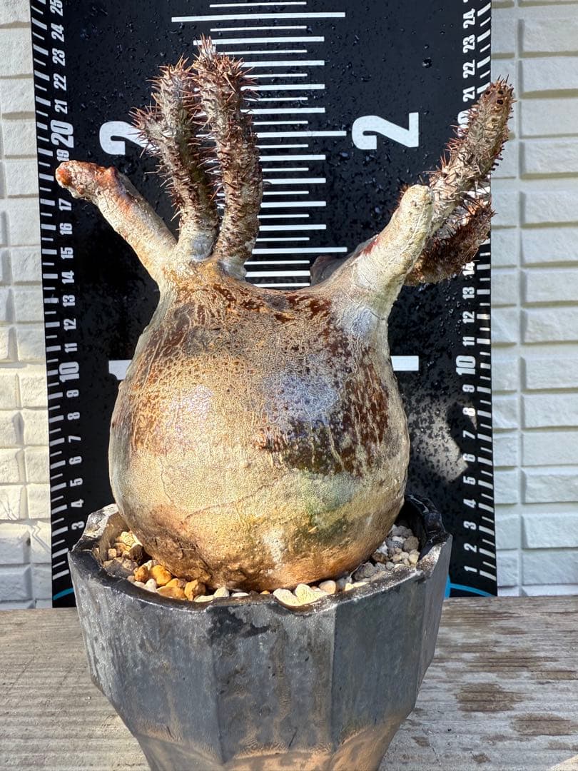 12/16まで割引中　現地球　パキポディウム　グラキリス　鉢付き　雷土