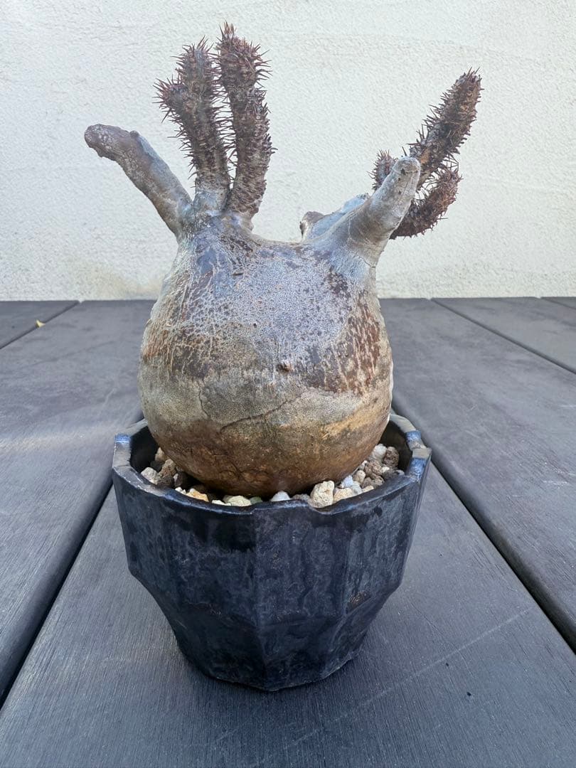 12/16まで割引中　現地球　パキポディウム　グラキリス　鉢付き　雷土